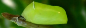 Pupae